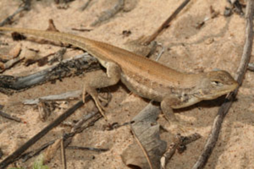 PHOTO: The U-S Fish and Wildlife Service is being taken to court over the protection of the dunes sagebrush lizard. Defenders of Wildlife says the lizard's habitat is being damaged in 3 Texas counties, but the report from the state comptroller says not a single acre has been impacted. CREDIT: USFWS