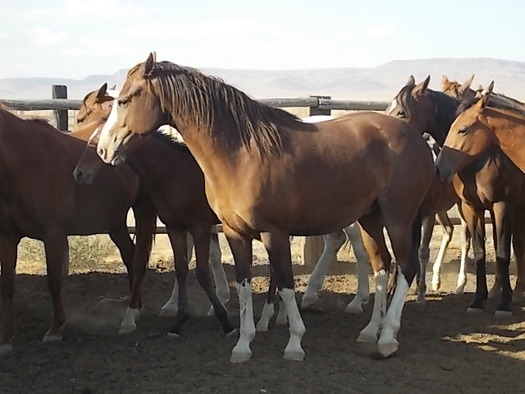 PHOTO: More than 140 unbranded horses are at the center of a controversy, and a federal court case in Reno. Photo Credit: Rose Curtis.
