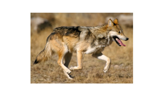 PHOTO: Preservation of the Mexican gray wolf is the subject of a public meeting in Albuquerque on Oct. 4. Photo credit: Jim Clark, courtesy of USFWS. 