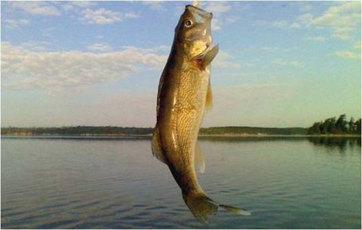 PHOTO: Rising water temperatures are not only posing a threat to Ohio fish, but also local economies, according to a report released this week by the National Wildlife Federation. Walleye jumping out of Lake Erie. Courtesy NWF.