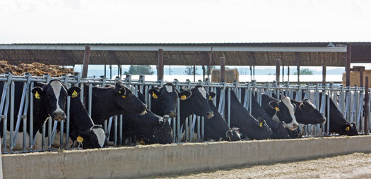 PHOTO: Cattle producers in Wyoming and around the country are rethinking feedlot practices after Merck Animal Health recently pulled a popular growth-accelerating drug from the market. Photo credit: Deborah C. Smith