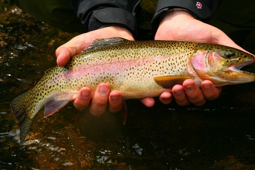 Photo: Colorado's trout population is in jeopardy, according to the NWF report. Courtesy: Dvorak Fishing and Rafting