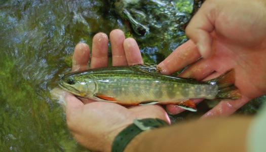 PHOTO: Brook trout are among the freshwater fish species at risk from climate change. Courtesy Trout Unlimited.