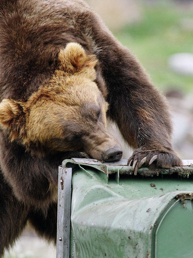 PHOTO: Montana is taking over grizzly bear livestock loss compensation program, while Defenders of Wildlife is spending more on coexistence projects. Photo credit: USFWS