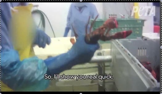 GRAPHIC: An undercover video shot at a lobster and crab processing plant in Rockland shows workers ripping heads and claws off live lobsters and crabs in apparent violation of state laws against animal cruelty. Courtesy PETA.