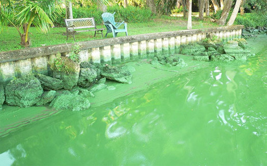 Photo: Toxic slime is appearing on Florida waterways. Courtesy: Earthjustice.