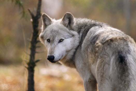 PHOTO: A new poll of West Coast voters says about two-thirds don't think gray wolves should be taken off the endangered species list. This wolf is a resident of Wolf Haven International, an animal sanctuary in Tenino, Washington. Photo credit: Julie Lawrence, WHI.