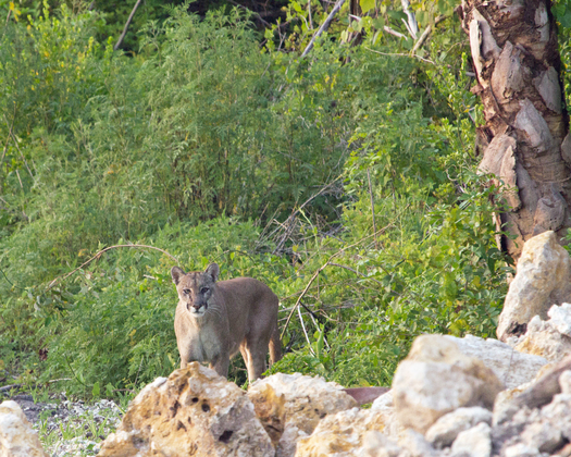 PHOTO: Wildlife protection groups say the Florida panther is among the species that would see improved habitat protection if a constitutional amendment is passed. Photo credit: Tom Trotta