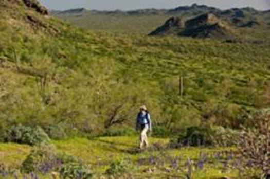 PHOTO: A hiker enjoys the Belmont Mountains in western Maricopa County. Photo credit: Mark Skalny. 