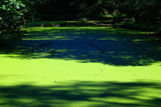 PHOTO: An increase in farm fertilizer runoff along with more severe weather is leading to a larger number of reports of toxic algae blooms in U.S. waterways. It can make people ill and kill pets and wildlife. Photo credit: Ben Townsend.