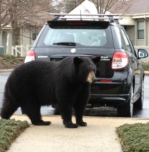 PHOTO: Hungry black bears will go just about anywhere to find acorns. This one was spotted in an East Asheville community. Courtesy Paperblog.com