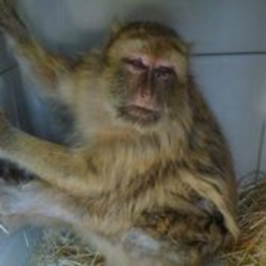 PHOTO: This is one of the Barbary Macaques removed from the Las Vegas Zoo - now in a central Kentucky primate sanctuary. Photo courtesy Primate Rescue Center.