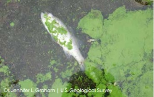 PHOTO: Mats of thick blue-green algal blooms are plaguing many of the nation's water ways. Photo credit: Dr. Jennifer L. Graham, U.S. Geological Survey.