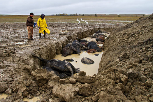 PHOTO: Can you spare a cow? It's a question being asked at the Montana Farmers Union annual convention, and being posed on social media  as part of an effort to get quality animals to beginning and small ranch operations in South Dakota hit by winter storm Atlas. Photo courtesy of HelpForSouthDakota.com