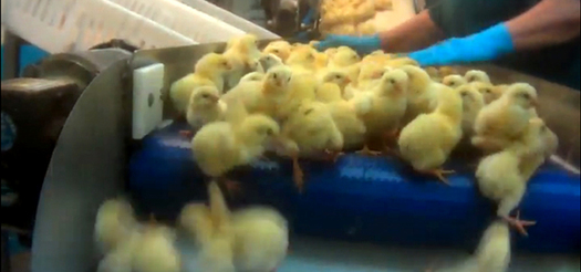 PHOTO: Animal protection group says newborn chicks are being mistreated at a Pennsylvania hatchery. Photo credit: Compassion Over Killing