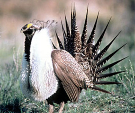PHOTO: The Sage Grouse that lives in areas of Nevada and California is close to being listed as a Threatened Species under the Endangered Species Act. Image courtesy of the Center for Biological Diversity.