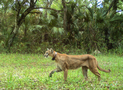 Photo: There are 100 to 160 panthers left in Florida. Courtesy: US Fish and Wildlife Service Trail Camera Project