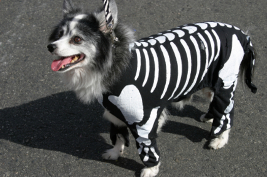 PHOTO: This Halloween, the most important part of your pet's 