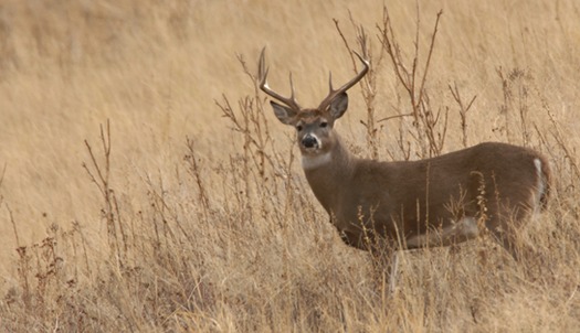 PHOTO: The warming climate is taking a lethal shot at big-game animals, according to a new report by the National Wildlife Federation that details the effects of heat, drought and disease on eight species beloved by hunters. Photo credit: US Dept. of Agriculture.