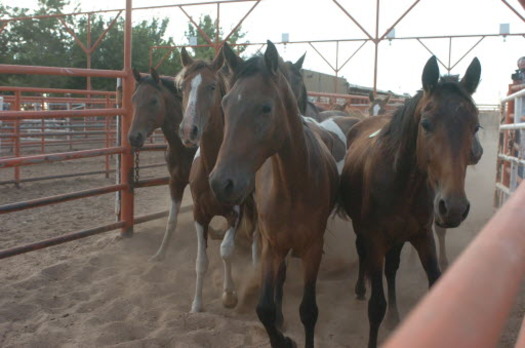 PHOTO: A court action is stopping a New Mexico company from opening its horse slaughterhouse, at least temporarily. Photo courtesy HSUS. 