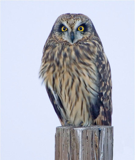 The Short Eared Owl is among 62 members of the current endangered species list in Pennsylvania.  Photo courtesy of Idaho Fish and Game/Tom Munson.