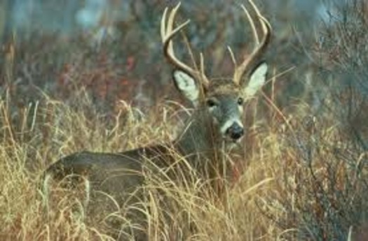 A new National Wildlife Federation report says white-tailed deer are among big game in PA susceptible to climate change.  Photo courtesy of commons.wikimedia.org.