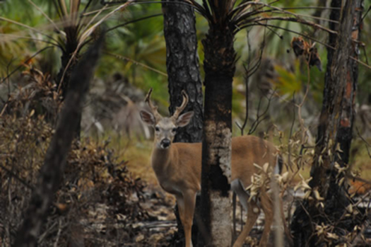 PHOTO: A new National Wildlife Federation report outlines how climate change is affecting big game, making a connection between a bleeding disease and deer in Virginia. Photo credit: U.S. Forest Service