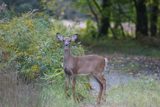 PHOTO: A report from the National Wildlife Federation warns that the effects of climate change could put the future of the state's treasured big-game wildlife at risk. Photo credit: U.S. Forest Service