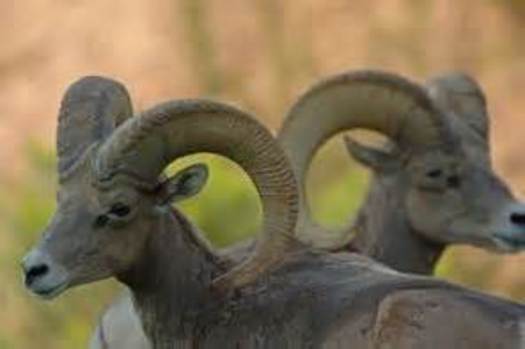 PHOTO: Desert bighorn sheep used to flourish in the mountains near Tucson. That herd died out more than a decade ago, but this weekend the bighorns will return to the Santa Catalinas. Photo courtesy Arizona Game & Fish