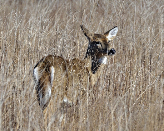 PHOTO: Big game species, including the deer and moose prized by Massachusetts hunters, are being threatened by climate change, according to a National Wildlife Federation report. Courtesy USFWS-Northeast region.