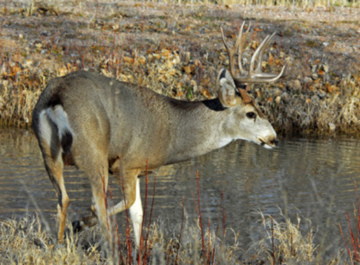 PHOTO: A National Wildlife Federation report finds that a changing climate is bad news for most of Montana's big game species. Photo credit: U.S. Forest Service