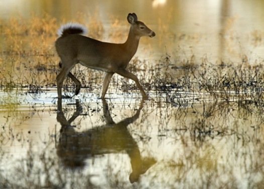 PHOTO: A new National Wildlife Federation report outlines how climate change is affecting big game, making a connection between a bleeding disease and Iowa's white-tailed deer. Photo credit: U.S. Forest Service