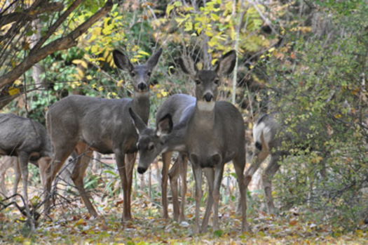 PHOTO: A new National Wildlife Federation report outlines how climate change is affecting big game, making a connection between a bleeding disease and deer in Missouri. Photo credit: U.S. Forest Service