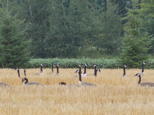 PHOTO: Almost 300 groups nationwide, including several in the Northwest, want to be sure conservation components of the 2013 Farm Bill aren't left behind. Photo credit: Ryan Stockwell