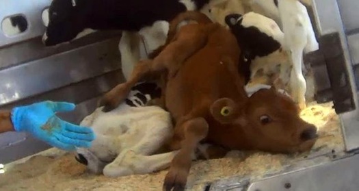PHOTO: A screenshot from undercover video allegedly filmed at a Colorado cattle facility owned by a California company based in Tulare. Three workers were arrested on Friday for animal cruelty. Video from Compassion Over Killing. 