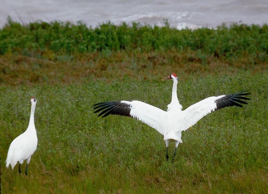 PHOTO: A flock of around 300 whooping cranes is now returning to Texas for the winter after flying in from summer breeding grounds in Canada. CREDIT: Texas Parks and Wildlife