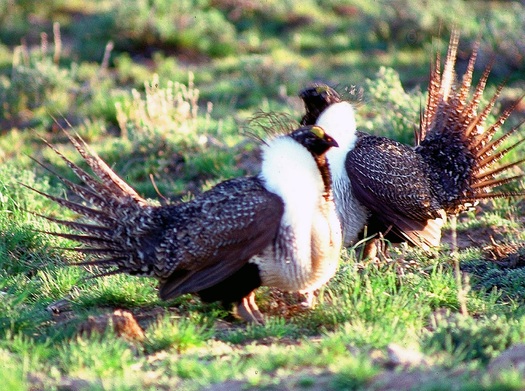 PHOTO: Greater sage grouse males put on quite a show during the mating season. These were photographed by the BLM Burns Field Office. Today, the birds occupy just over half their historic range in the western United States and Canada.