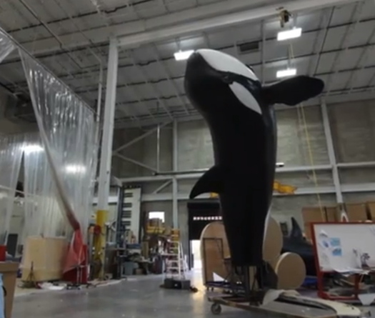 SeaWorld Float Shows Orcas in the Wild - Not Representative of Reality