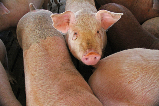 PHOTO: In the past six years, there have been at least five manure spills from the Van Buren County hog operation of The Maschhoffs, LLC, and the latest is prompting a lawsuit. Photo credit: Green Fire Productions
