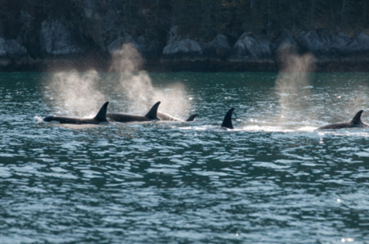 PHOTO: The National Marine Fisheries Service must review its permit that allows U.S. Navy training exercises along the Pacific coast. Research shows using sonar could be adversely affecting orcas and other marine mammals. Photo credit: iStockphoto.com.