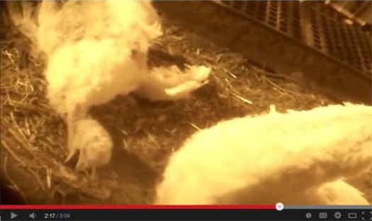 PHOTO: A western Minnesota turkey farm is facing allegations of animal cruelty, after the release of an undercover video filmed at the operation by an animal rights group. Photo credit: Compassion Over Killing.