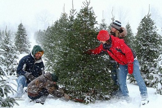 PHOTO: Selecting a family Christmas tree is more than just a chance for making memories, say Michigan tree farmers. It also helps the state's economy. Photo courtesy MCTA. 