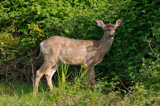 PHOTO: Some conservationists are warning that the increasing deer population is having a profound impact on the ecosystem, even changing the composition and structure of forests. Photo credit: Dcoetzee, via Wikimedia Commons.