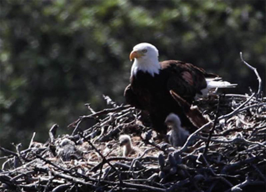 PHOTO: The bald eagle is listed as one of 10 success stories in a report that looks at the Endangered Species Act as it turns 40 this month. Photo credit: NOAA