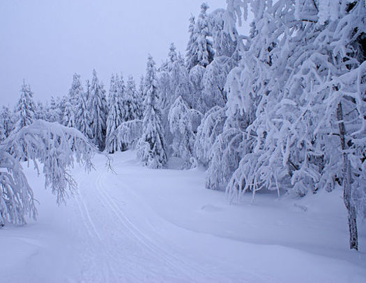 Heavier than normal snowfalls could be one affect of climate change. Photo by: Randi Hausken