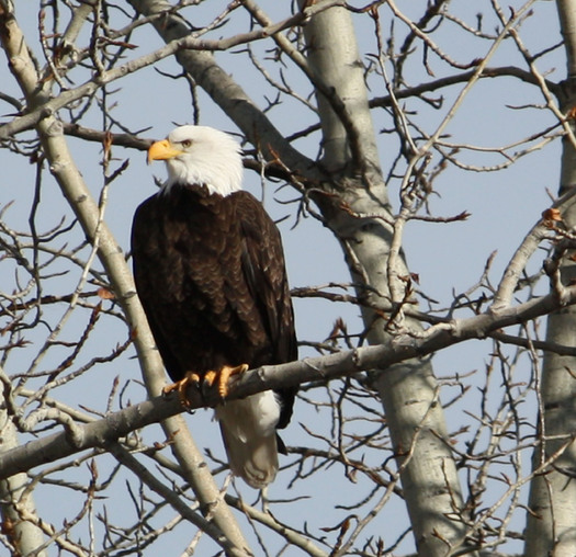 PHOTO: The bald eagle is listed as one of 10 success stories in a report that looks at the Endangered Species Act as it turns 40 this month. Photo credit: Deborah C. Smith