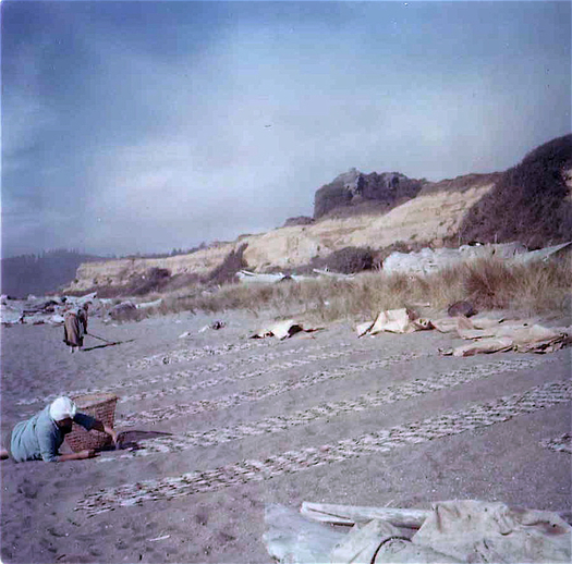 PHOTO: Tolowa Dee-ni' drying smelt along the ocean near Smith River. The California Ocean Protection Council has announced science grants for ten projects to monitor the North Coast marine protected areas. Scientists, fishermen, citizen volunteers, and for the first time, tribal governments, will work together to develop a baseline of ocean conditions and human uses. Photo Credit: Smith River Rancheria.