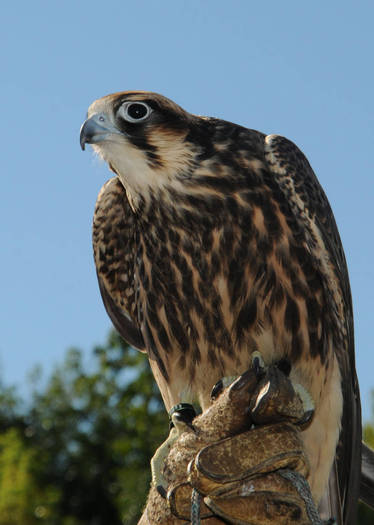 PHOTO: The peregrine falcon is among the success stories highlighted in a report marking the 40th Anniversary of the Endangered Species Act. Credit: U.S. Fish and Wildlife Service/Frank Doyle.