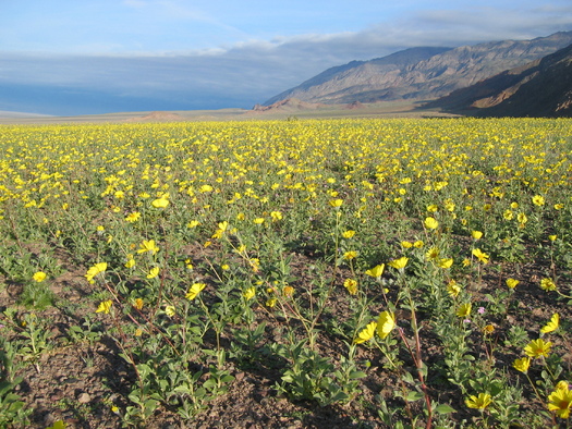PHOTO: Wildflowers in bloom in California's High Desert. A new poll conducted in California's 8th Congressional Direct finds strong local support for protecting public lands and the desert, which comprises much of the district. 