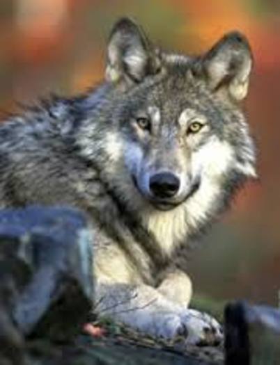 PHOTO: The 101,146 comments from Oregon, Washington and California residents submitted this week mean more than a million people have commented on the U.S. Fish & Wildlife Service's proposal to de-list the gray wolf across most of the continental U.S. Photo credit: Washington Dept. of Fish & Wildlife. 